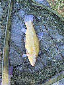 Tench