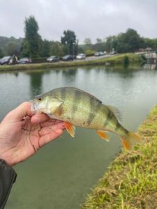 European Perch