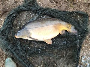 Leather Carp