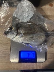 Gilthead Seabream