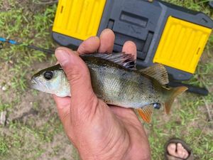European Perch