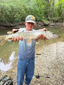 Northern Pike