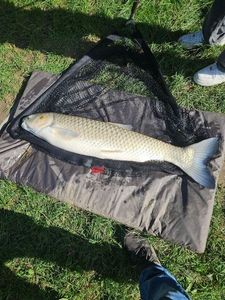 Grass Carp