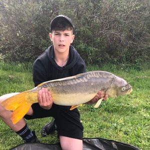 Mirror Carp