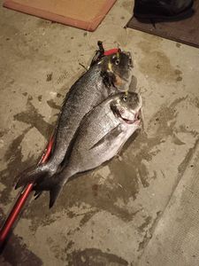 Gilthead Seabream