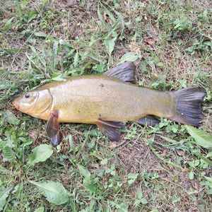 Tench