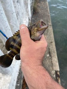 Goliath Grouper