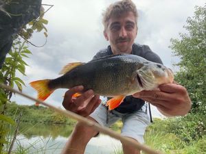 European Perch