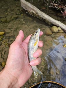Brown Trout