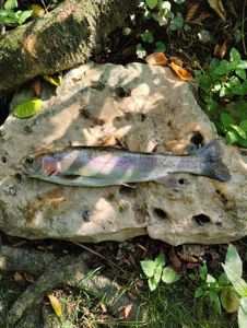 Rainbow Trout