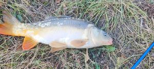 Mirror Carp
