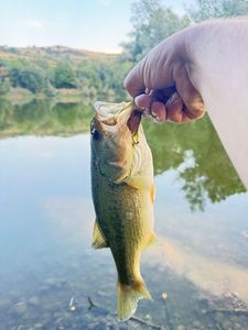Largemouth Bass