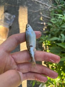 Alborella