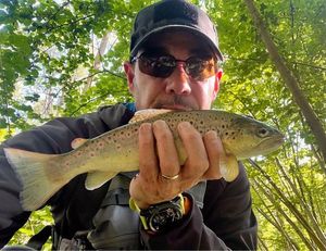 Brown Trout