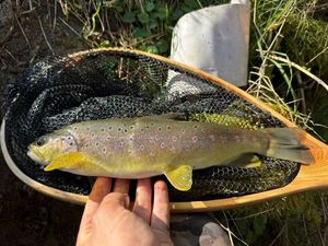 Brown Trout