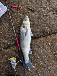 European Bass (Seabass)