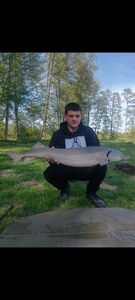 European Sturgeon