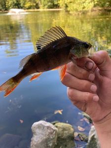 European Perch