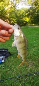European Perch