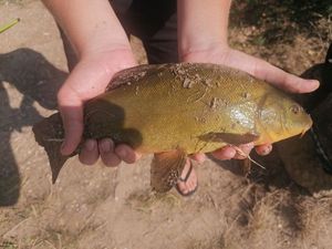 Tench