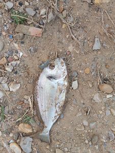 Gilthead Seabream