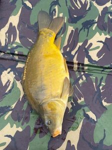 Mirror Carp