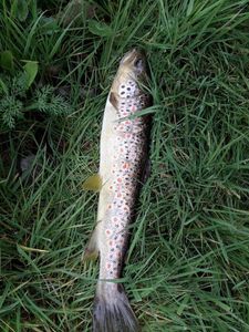 Brown Trout