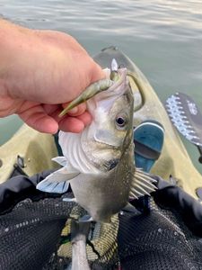 European Bass (Seabass)