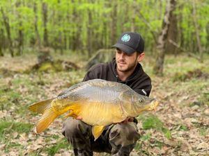 Mirror Carp