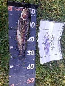 Rainbow Trout