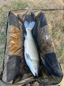 Grass Carp