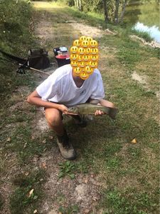 Tench