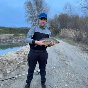 Common Carp