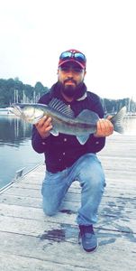 Zander