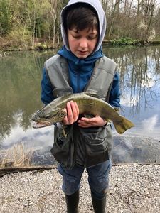 Brown Trout