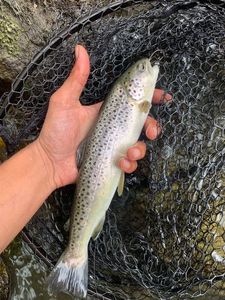 Brown Trout