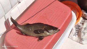 Brown Grouper (Dusky)