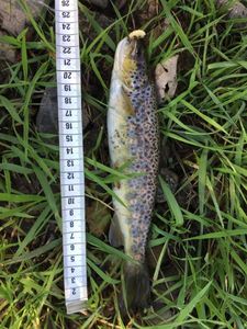 Brown Trout