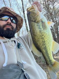 Largemouth Bass