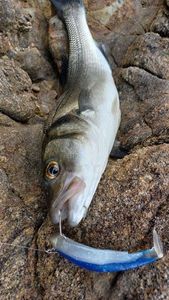 European Bass (Seabass)