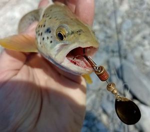 Brown Trout