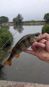 European Perch