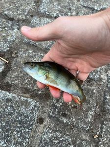European Perch