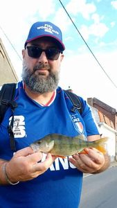 European Perch