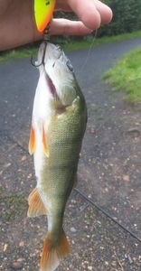 European Perch