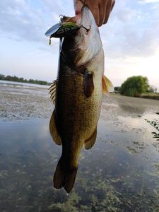 Largemouth Bass