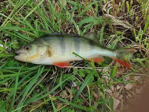 European Perch