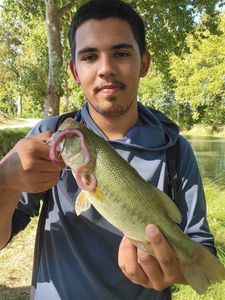 Largemouth Bass