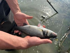 European Bass (Seabass)