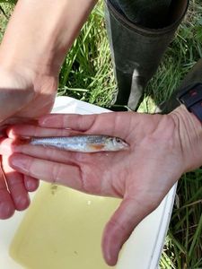 Gudgeon